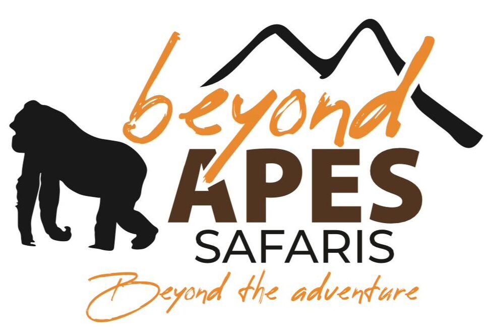 Beyond Apes Lodge and Safaris |   Facilities  Free Wi-Fi